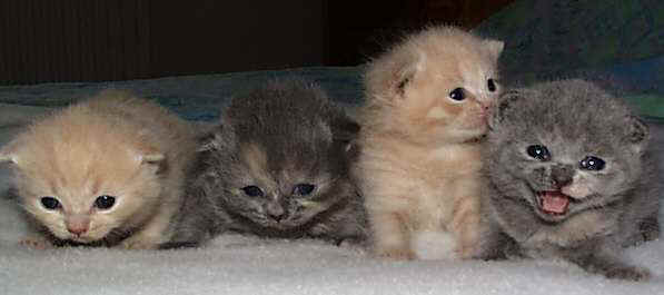 kittens.jpg (15007 bytes)
