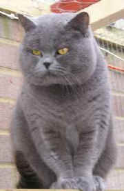 hotchoclatetopcat.jpg (9383 bytes)