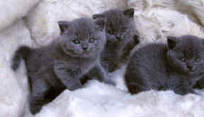 skellumkittens.jpg (743598 bytes)