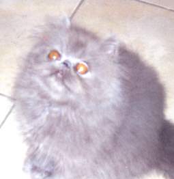 kittgibbons01.jpg (7129 bytes)