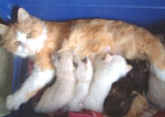 rasperankittens.jpg (5474 bytes)