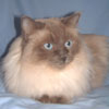 turk-lit.jpg (2727 bytes)