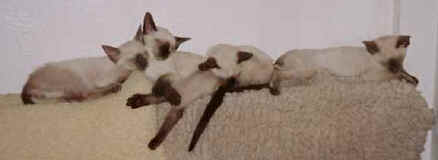 All Chilled out.jpg (8612 bytes)