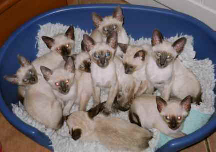 Family Gathering.jpg (12912 bytes)