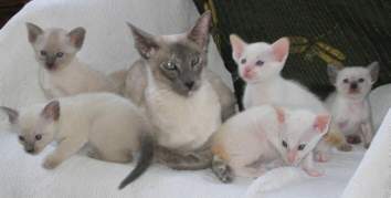 SHRIMPKITS3WKS010.jpg (8065 bytes)