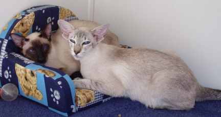 the cats 247.jpg (9662 bytes)