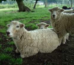 Sophie ewe + lambs 2A.jpg (10066 bytes)
