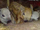 Newly borns feeding on Mum