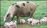 Gloucester Old Spot pig