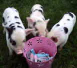 PINK WITH BLACK SPOTS