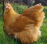 Large Buff Orpington - 6 eggs