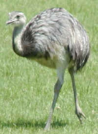 Image:Common rhea.jpg