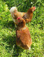 Hens from our own laying flock