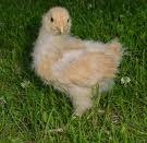 buff orp.jpg (7851 bytes)