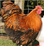 Gold Laced Orpington Cockerel
