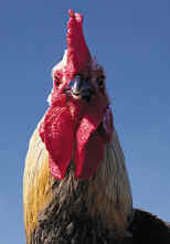 Poultry breeders - Llanon, Ceredigion - Pentwyn Poultry - Chicken