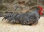 scots_dumpy_cuckoo