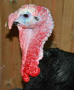 Norfolk Black Turkeys for sale