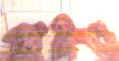 scotpuppies2.jpg (9193 bytes)