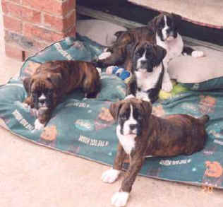 Lily, Macey & The Crew.jpg (16278 bytes)