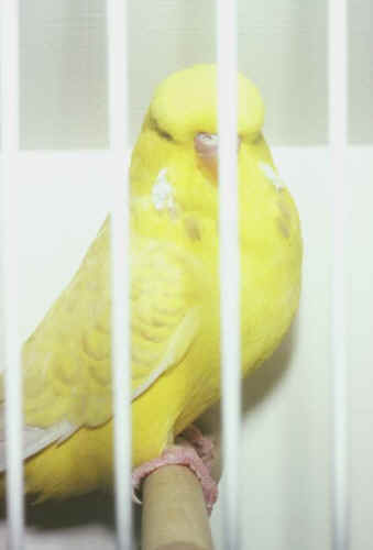 aaaoc.jpg (22296 bytes)