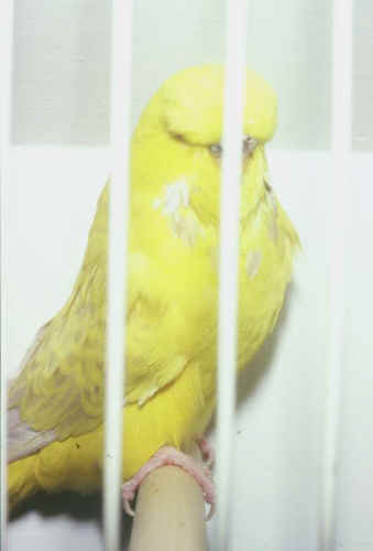 ybaoc.jpg (22668 bytes)