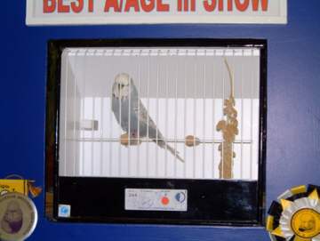 Tom-Deacon-Spangle-Grey.jpg (12786 bytes)