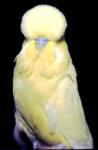 dfyellow.jpg (3041 bytes)