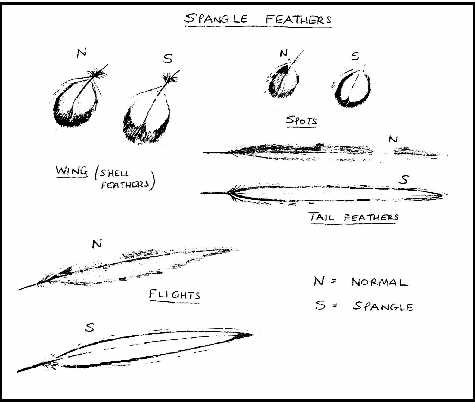 feathers.jpg (21958 bytes)