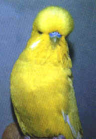 wpe4.jpg (6340 bytes)