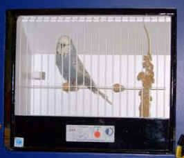 Tom-Deacon-Spangle-Grey.jpg (12786 bytes)