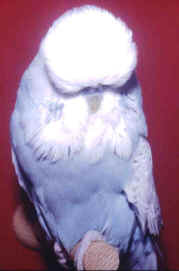 silvabybcs2002.jpg (17664 bytes)