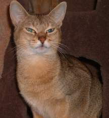 Abyssinian.jpg (6559 bytes)