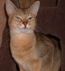 Abyssinian.jpg (6559 bytes)