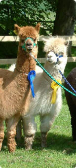 Alpacas