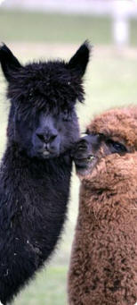 Alpacas