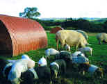 Sow and piglets next to one of the arks