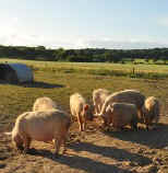 Our free range Middle White pigs