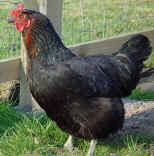 Black Rock hen