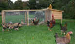 Wonderful chicken coup