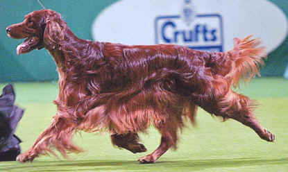 doncrufts06.jpg (153540 bytes)
