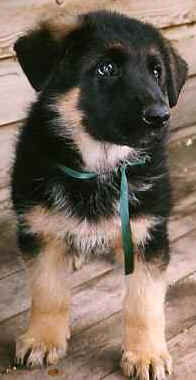 puppy04.jpg (11179 bytes)
